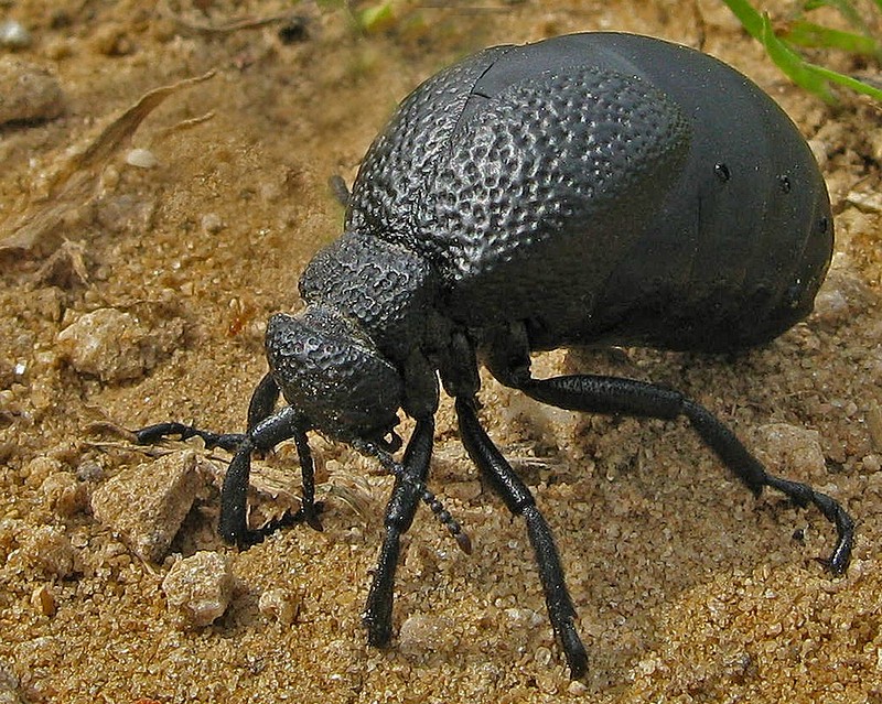 הולך ראש בראש