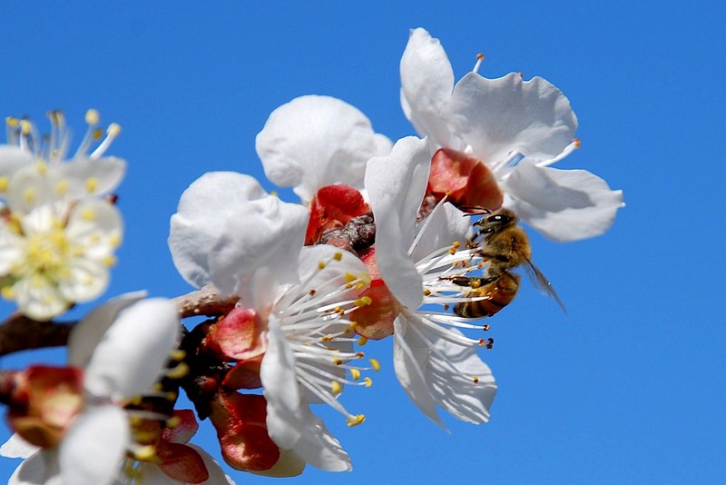 פריחה אחרונה
