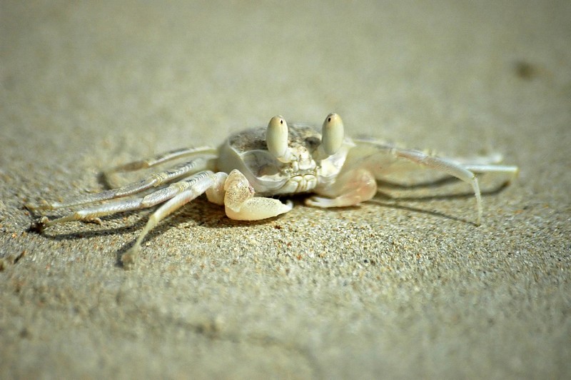 פזילה בחוף הים