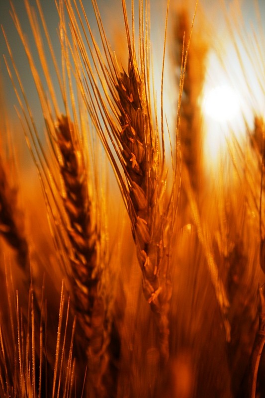 חיטה מלאה/ ירח מלא