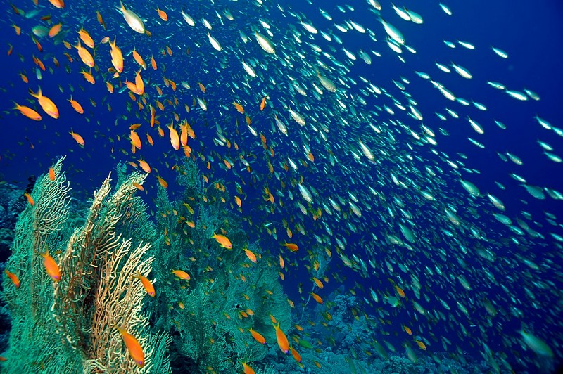 גשם של דגים