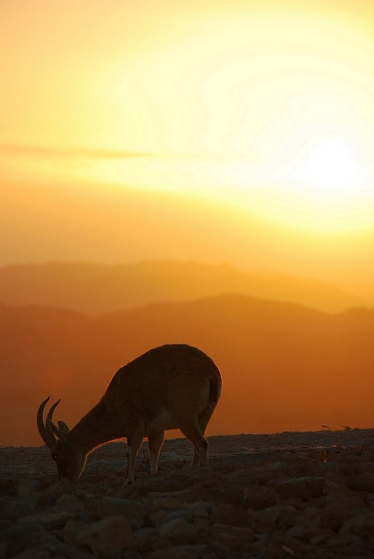 צילום: Ran Navok