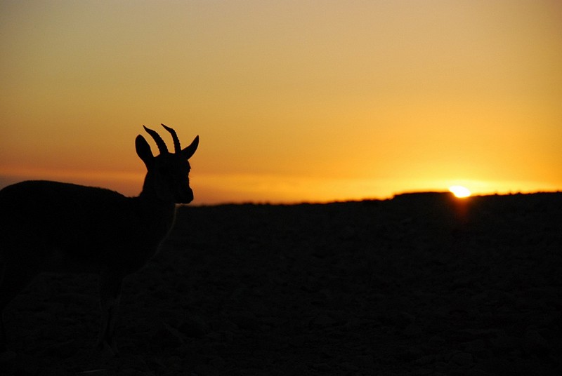 צילום: Ran Navok