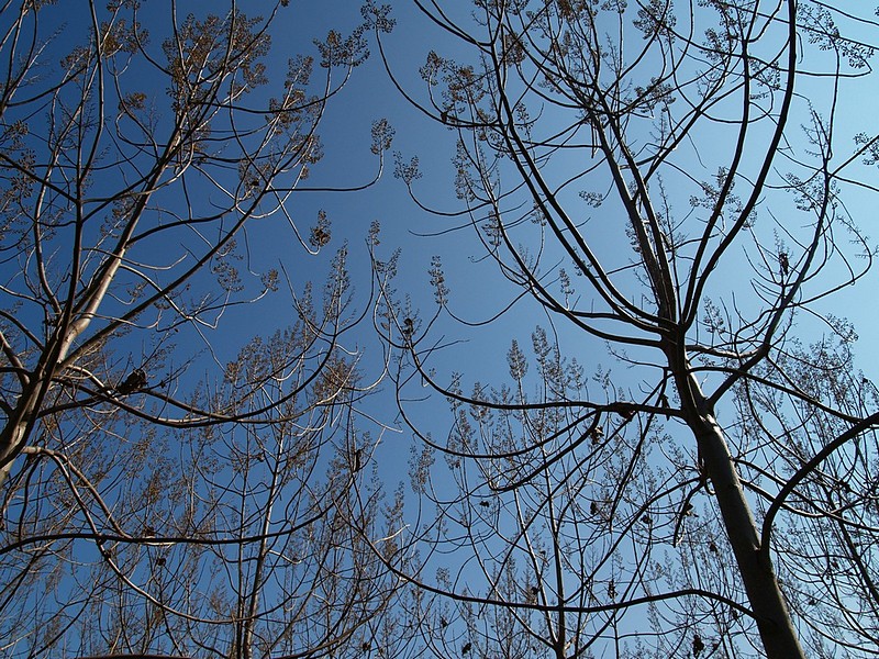 פרספקטיבה 2