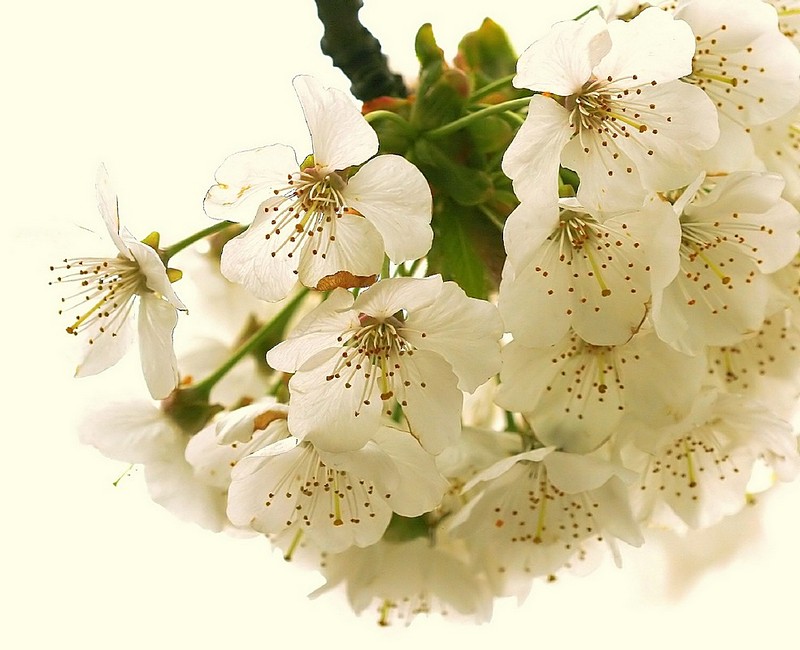 פריחת הדובדבן.