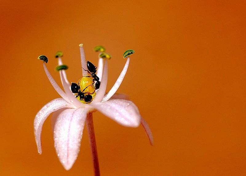 לך אל הנמלה .....