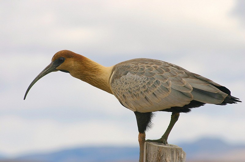 צילום: אסף ניר
