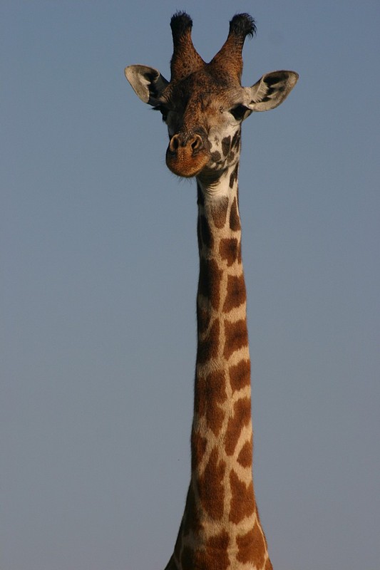 צילום: אסף ניר