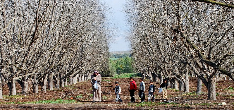 כי האדם עץ השדה