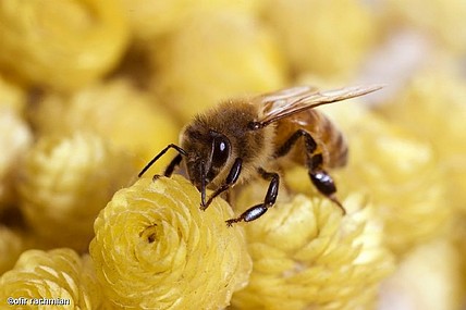 עקיצה ב-60 שניות