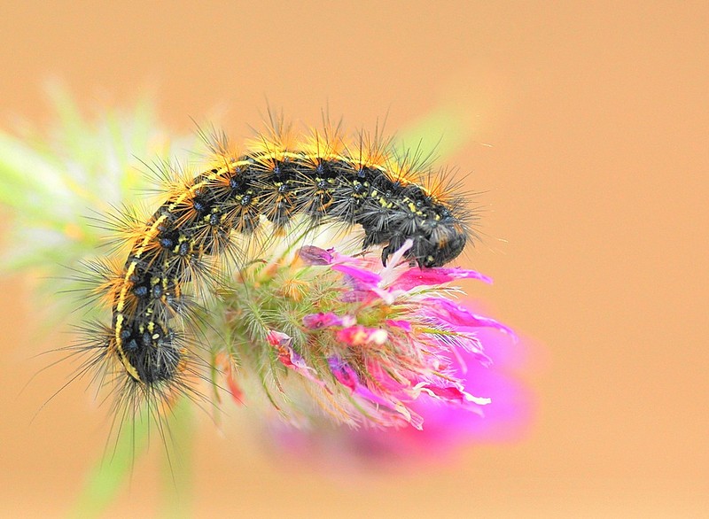 תולעת-עם יותר קונטרסט