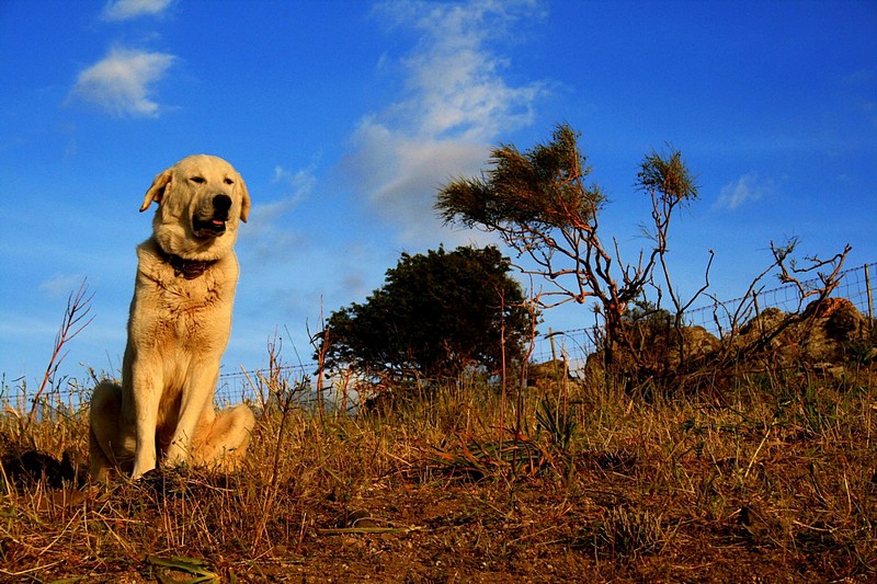 מביט לשקיעה