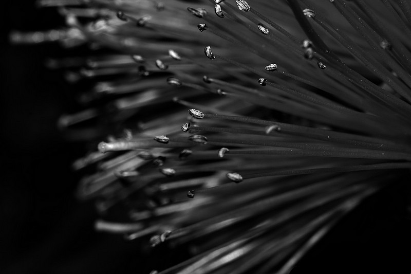 שובל של אסטרואידים 