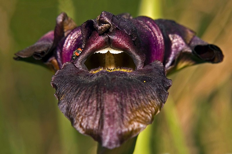 בחייאת תגרשו את הזבוב