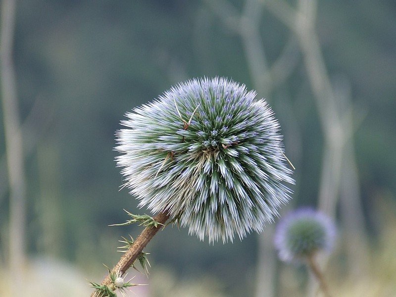 צילום: shlomi arie