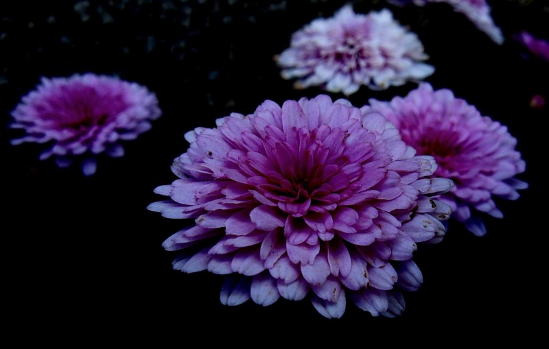 פרחים בחושך