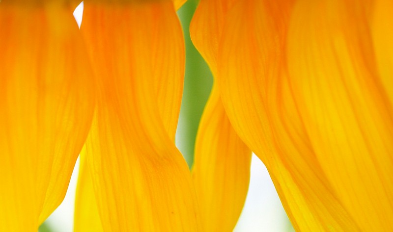 וילון של טבע.