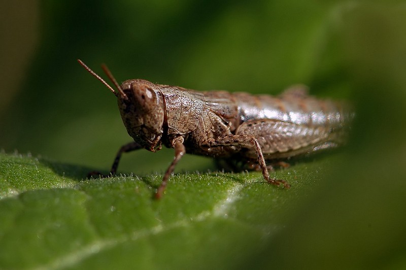 חוזר מאופל..!!!