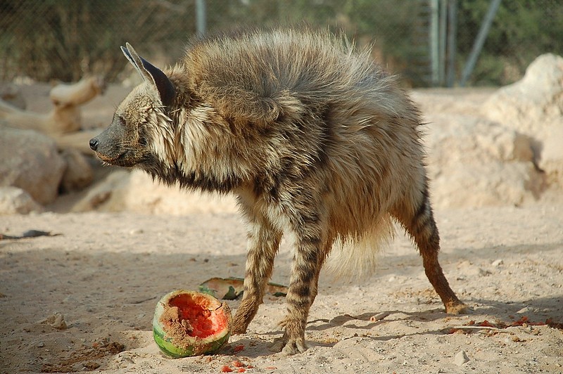 מי מתעסק?  מי גבר פה?