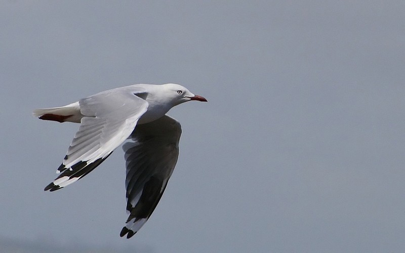 המראה או נחיתה??