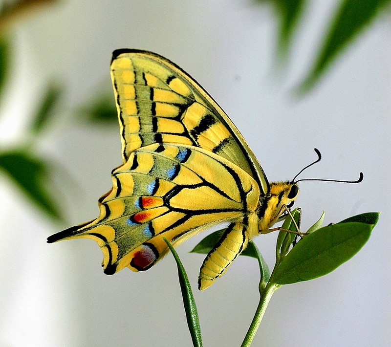 זנב סנונית נאה.