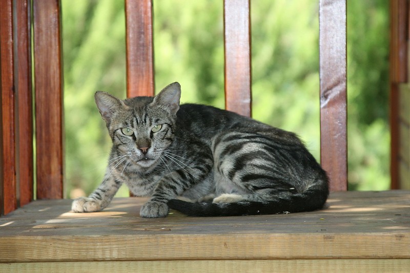 צילום: מנחם לף