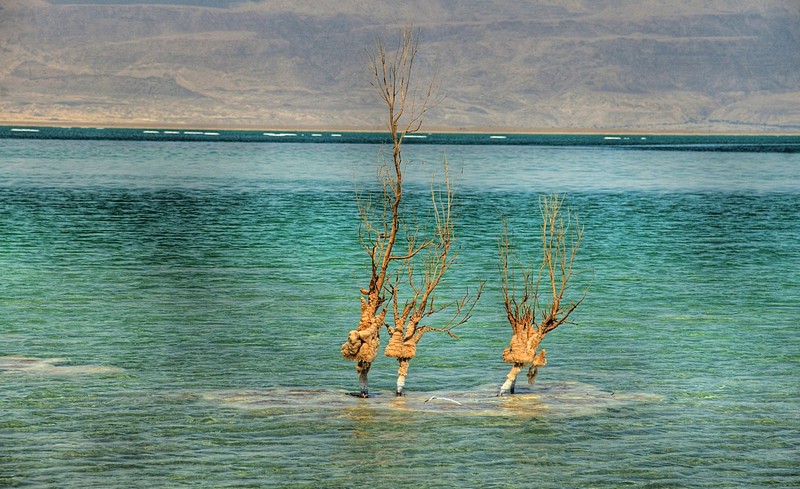 איך הוא מצליח לשרוד ?