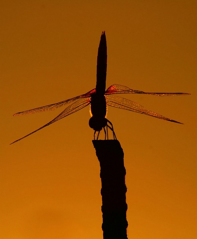 עמידת ידיים