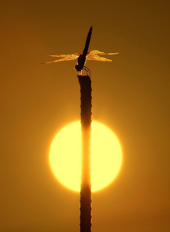 לילה טוב.....