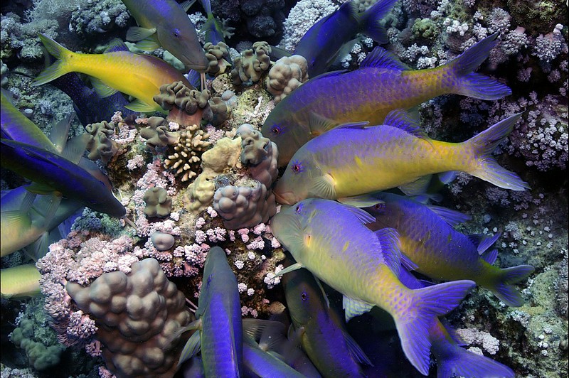 מסיבה מתחת למים