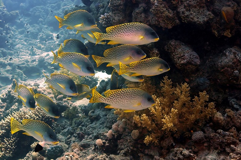 אוהדי ביתר,   גם פה ??