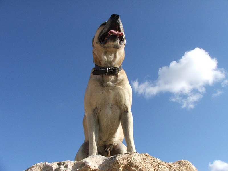 צילום: מעיין לוי