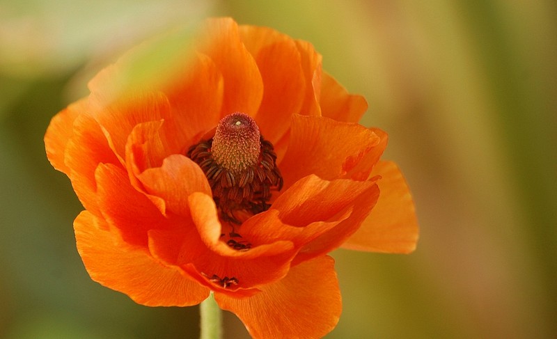 בוקה נהדר. מקסים!