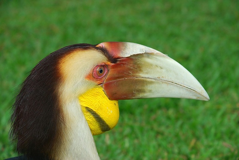 Wreathed Hornbill