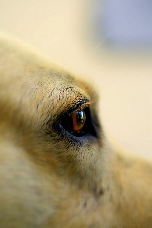 רוצה אל החופש