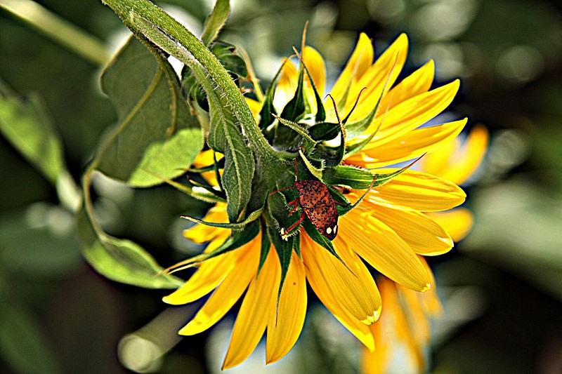 חיפושית מחפשת