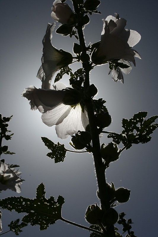 צילום: איתן שיקלי