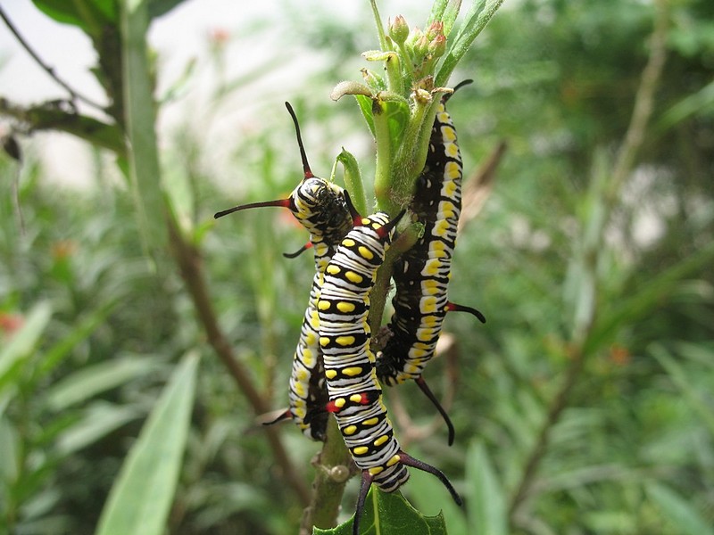 צילום: kinneret izchaki