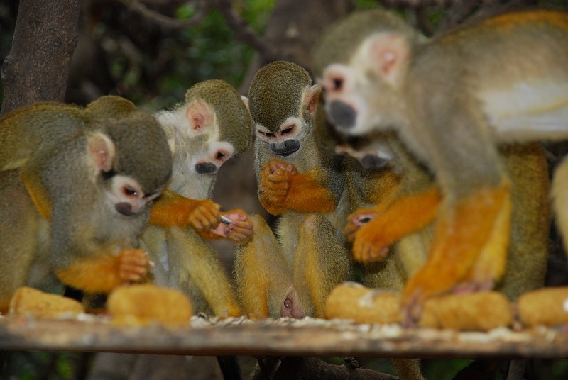 חכמי השבט מתיעצים