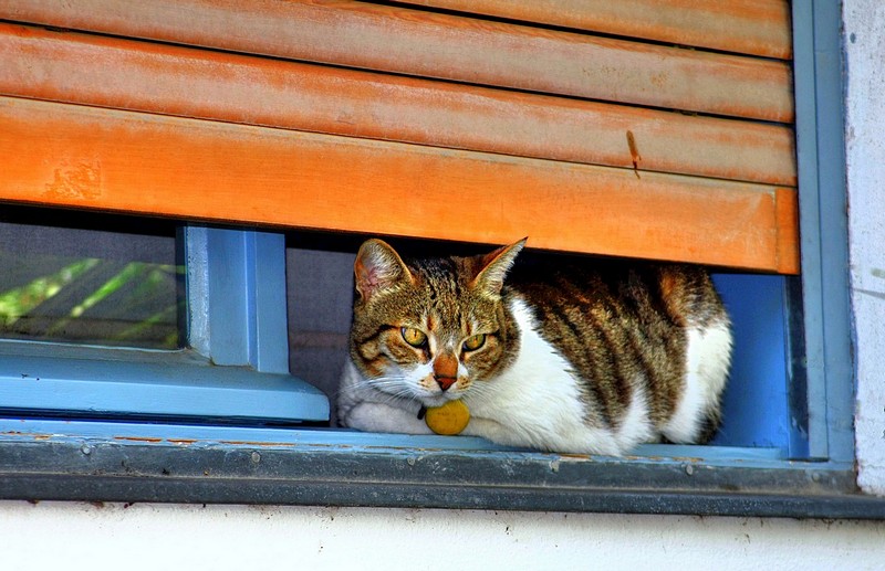 נח לו על חלוני