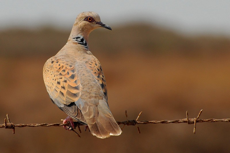 bird on a wire