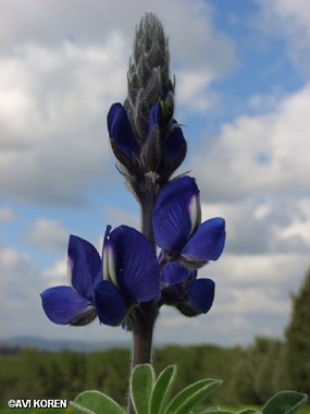 תורמוס ושמיים