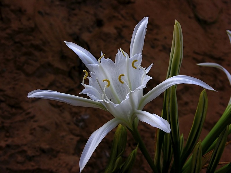 עוד חבצלת החוף 2008