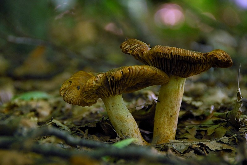 פטריות מטריות