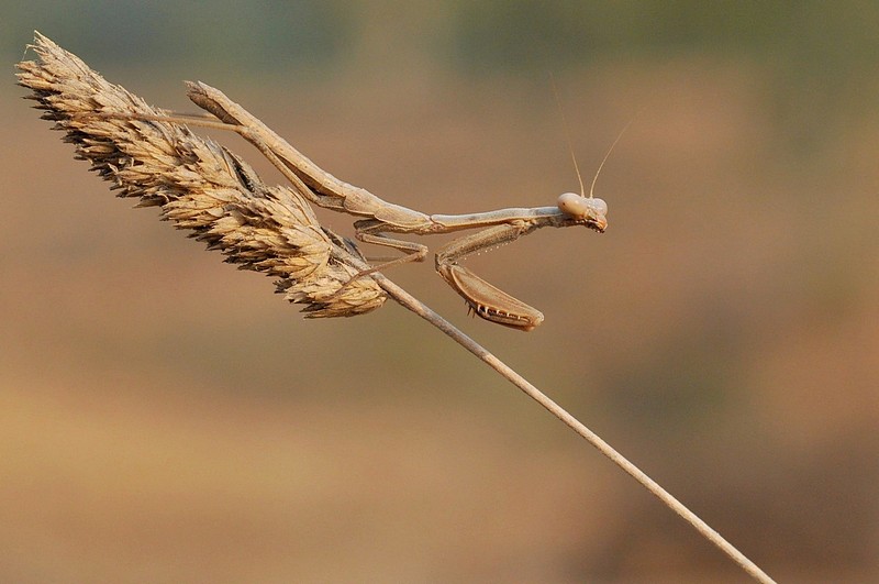 ירידה לאדמה