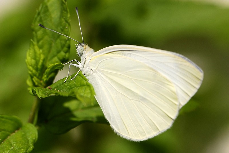 לא סתם קוראים לו לבנין