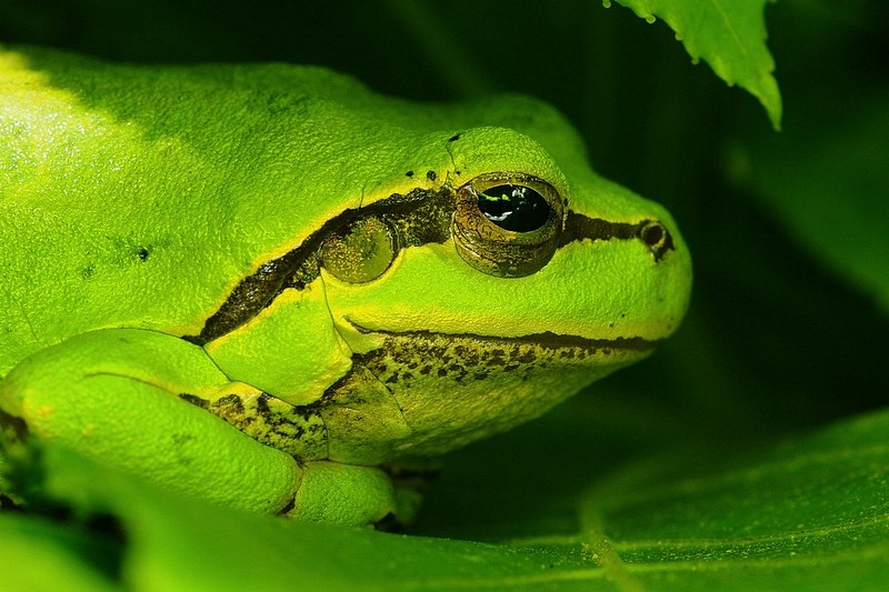 deep green