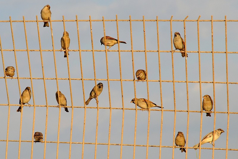 מסגרת לדרורים