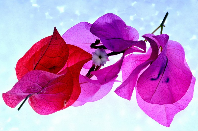 שנה טובה לכל חברי האתר