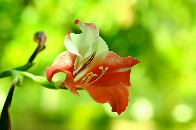 פרח באדום לבן